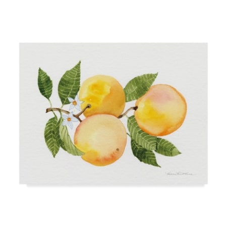 Kathleen Parr Mckenna 'Citrus Garden Iii' Canvas Art,14x19